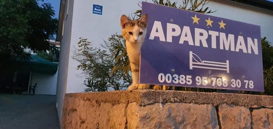Apartman Zahira كارلوباغ المظهر الخارجي الصورة